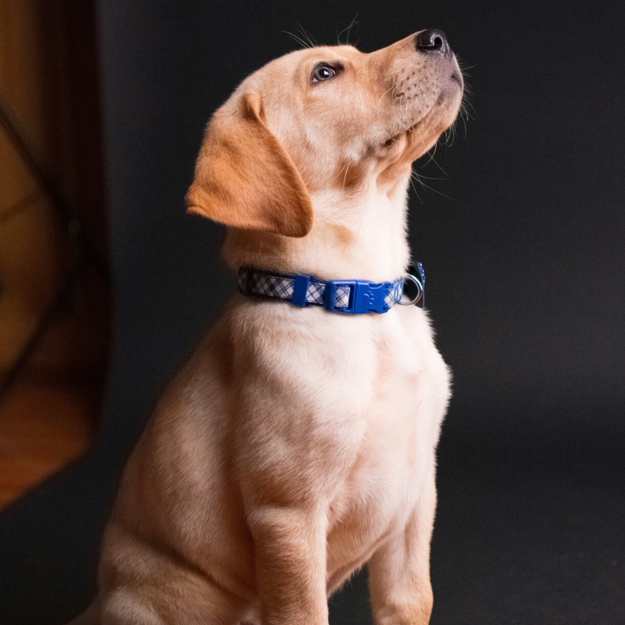 Consulenza sull'educazione e sul comportamento del cane