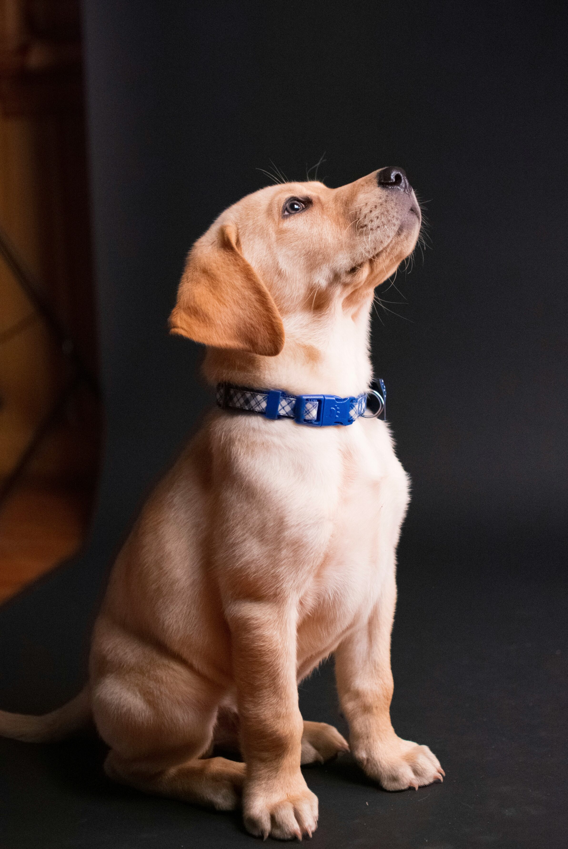 Consulenza sull'educazione e sul comportamento del cane