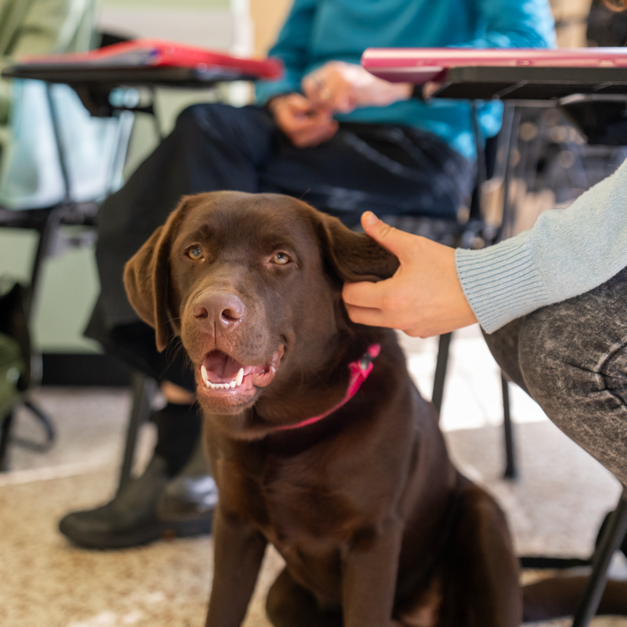 Corso Base Coadiutore del Cane e degli Animali d'Affezione (Modulo 2A)