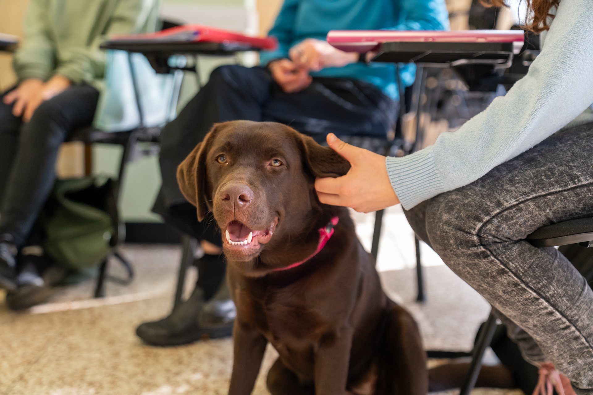 Corso Base Coadiutore del Cane e degli Animali d'Affezione (Modulo 2A)